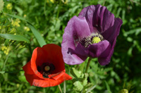 Bild: zwei Mohnblumen als Paar